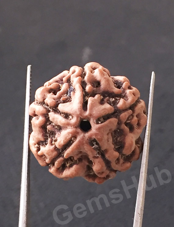 5 Mukhi Natural Certified Rudraksha Size- 20 mm Premium Quality